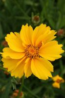 Coreopsis lanceolata - Lanceleaf Coreopsis