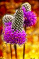 Dalea purpurea - Purple Prairie Clover