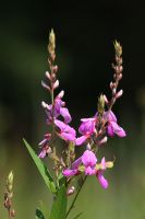 Desmodium canadense - Canada Tick Trefoil