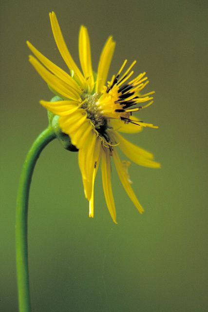 Silphium terebinthinaceum - Prairie Dock