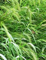 Elymus virginicus - Virginia Wild Rye